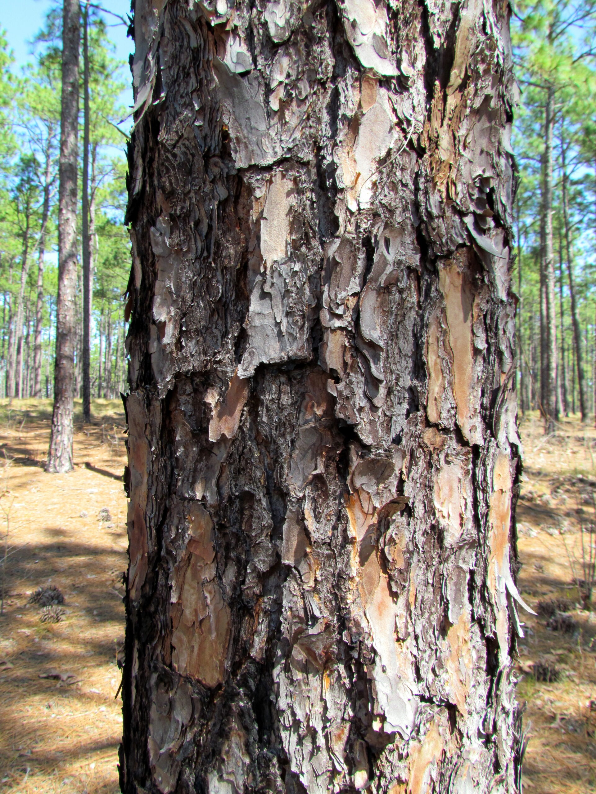 Longleaf pine landscape connected to Camden South Carolina natural ecology